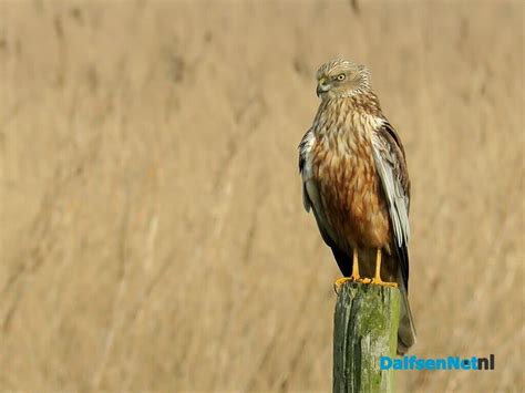  Bruine Kiekendief: Een vogels die zich graag bedient van zijn buurmans eten!