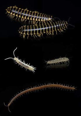  Centipede Een Myriapoda met honderden benen die door zijn ondergronds leven een verborgen kampioen van de bodemwereld is!