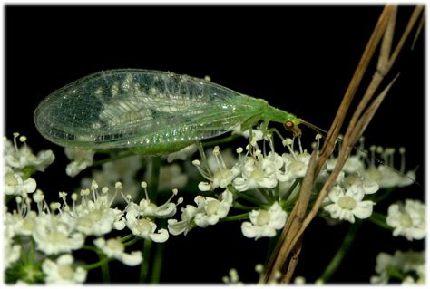  Florfliegen: Een fascinerende insect met een onverwachte eetlust! Florfliegen zijn kleine roofdieren van de tuin die zich voeden met andere insecten, waardoor ze een waardevol onderdeel zijn van het ecosysteem.