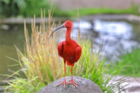  Ibis: Een vogel met een elegante snavel die de kunst van het vissen perfect beheerst!