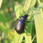 Loopkever! Een fascinerend insect met een voorliefde voor vervliegen en houtboren?