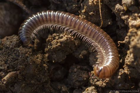  Millipedes: Een Myriapode Met Tal van Pootjes Die zich Voedt Met Organisch Afval