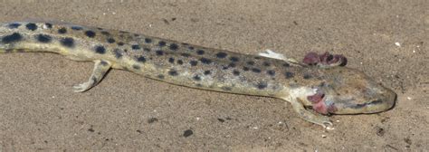  Mudpuppy: Een Wonderbaarlijke Amphibie Met Zowel Waterals Landeigenschappen!