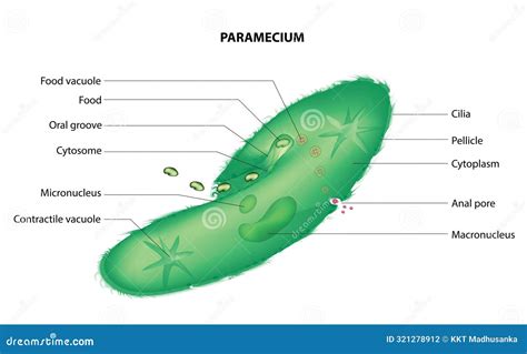  Paramecium! Ontdek De Kleine Wonderen Van Dit Snelle En Slimme Wezentje Met Cilia