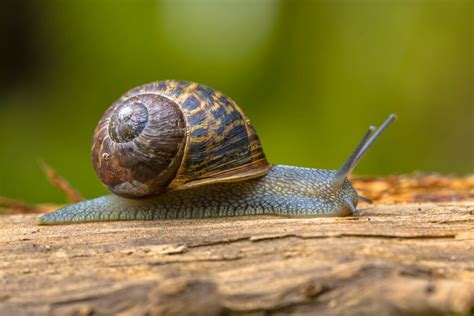  Romeinse Slak: Een Wonderlijke Wezens met een Huis op Zijn Rug en een Onverzadigbare Honger voor Planten!