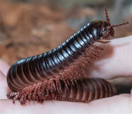  Vietnamese Millipede: Het meest fascinerende schepsel met duizend poten en een voorliefde voor vervallen hout!