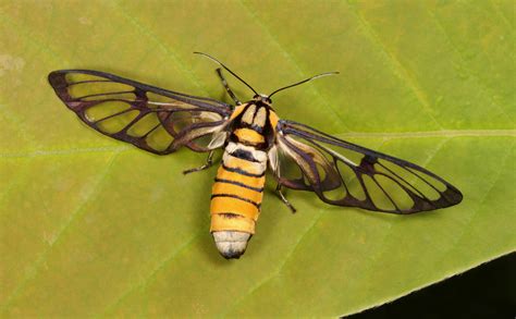  Wespvlinder! Ontdek de Verborgen Pracht van een Insect met Twee Gesichten