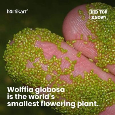  Wolffia! Een Microscopisch Wonder van de Plantenwereld met een Onverwachte Vormelijke Verscheidenheid