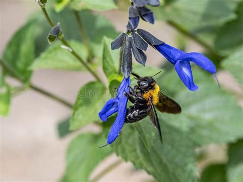  Xylocopa! De imposante timmerbij, een meester-timmerman met een voorliefde voor warme zonnestralen