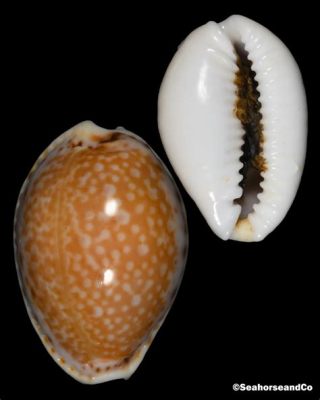  Yellow Cowrie: Kan Een Landmolusk Met Een Gespikkelde Schelp De Perfecte Huisgenoot Zijen?