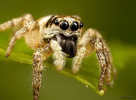  Zebraspin! Een Overzicht van Deze Meest Ongewone Spin en Zonder Vrees de Nachtelijke Wereld