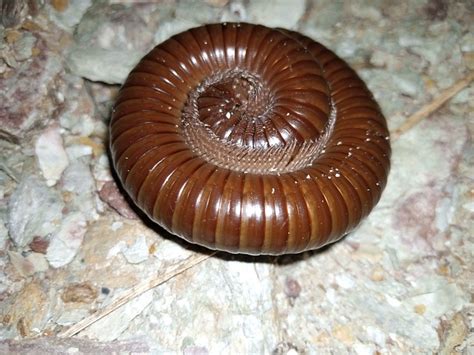  Zwergmillipede! Een beestje met duizend benen en een fascinerende manier van leven