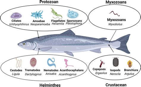  Zygophylax! Een parasiet met een voorliefde voor vis en een verrassing achter zijn naam.